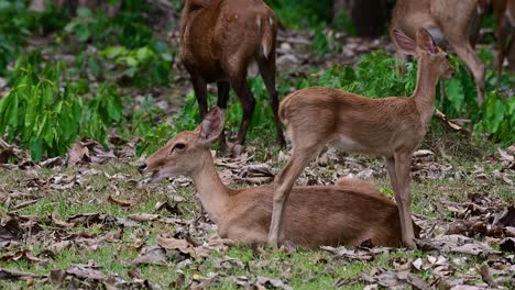 El-Ciervo-Del-Campo-Es-Una-Especie-En-Peligro-De-Extinción-Debido-A-La-Pérdida-De-Hábitat-Y-La-Caza