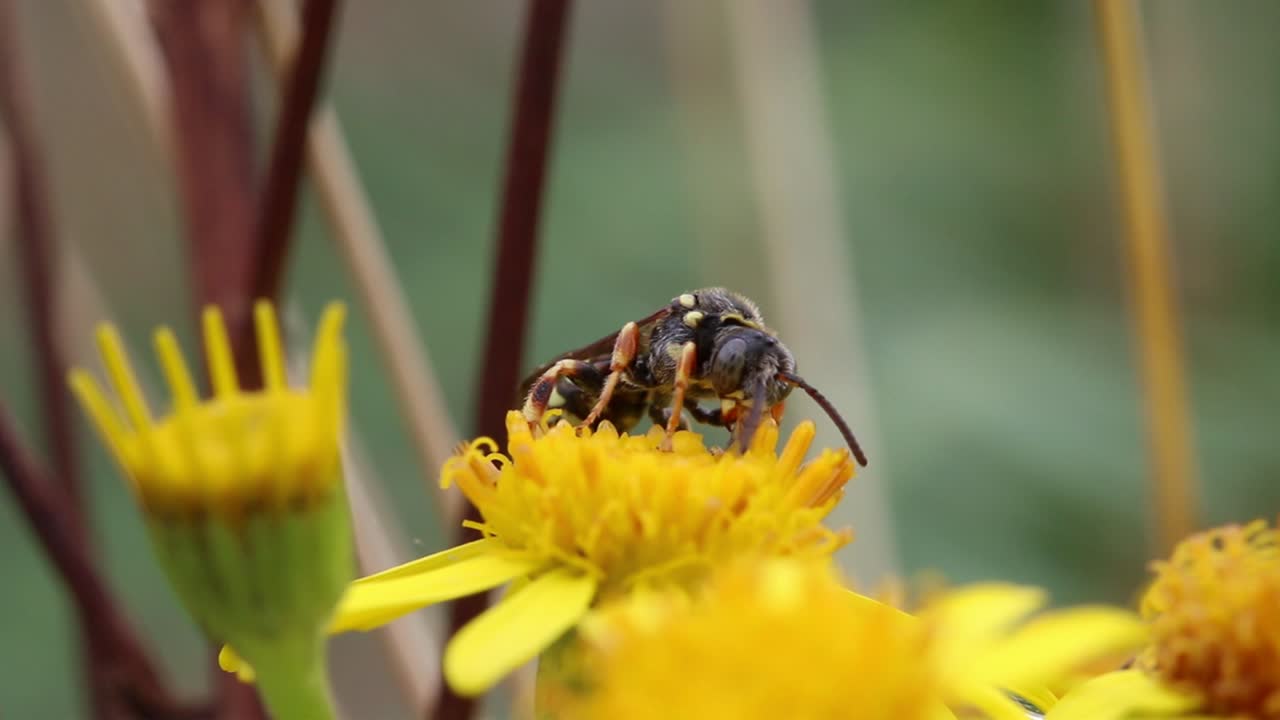 라그워트 꽃 을 먹는 외로운 벌레 의 근접 사진, 수염 으로  을 찾는 것