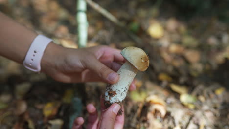 person holding a porcini mushroom in a forest