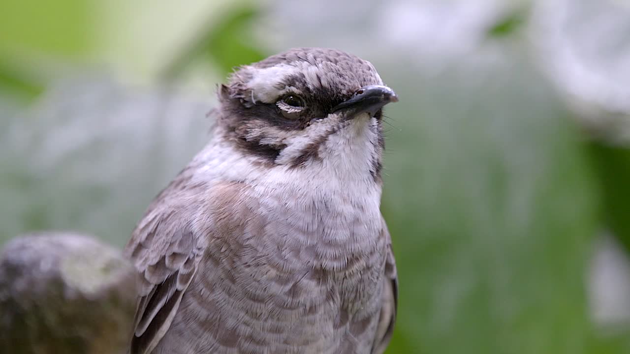 светлокрылый бульбуль pycnonotus sinensis является видом птиц семейства бульбулевых - крупным планом