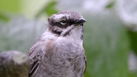 Bulbul-Pycnonotus-Sinensis-De-Ventilación-Ligera-Es-Una-Especie-De-Ave-De-La-Familia-Bulbul---Primer-Plano