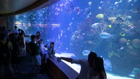 at the oceanografic within valencia's city of arts and sciences, visitors take photos in the marine fish galleries. it is the largest oceanographic park in europe, showcasing over 500 species.