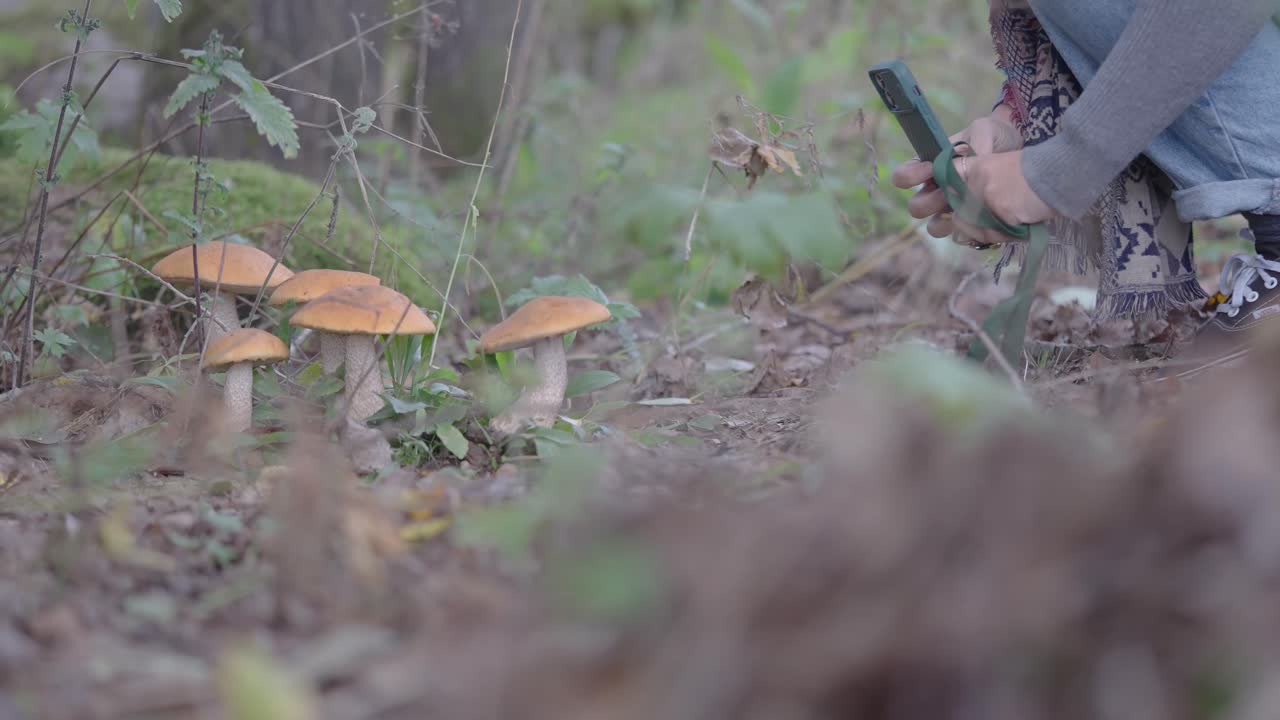 excursionista femenina con teléfono inteligente tomando fotos del cultivo de hongos silvestres en el bosque