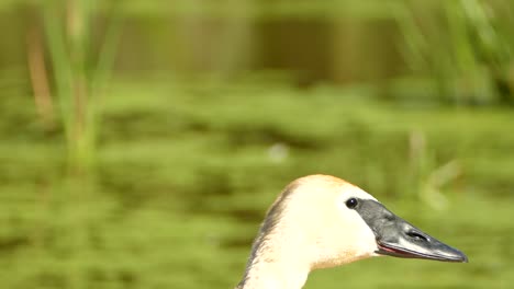 trumpeter swan raising head into shot then looking at the camera, locked off