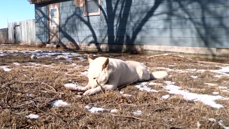 Weißer-Husky-Hund,-Der-Im-Hinterhof-Liegt-Und-Auf-Einem-Ast-Kaut