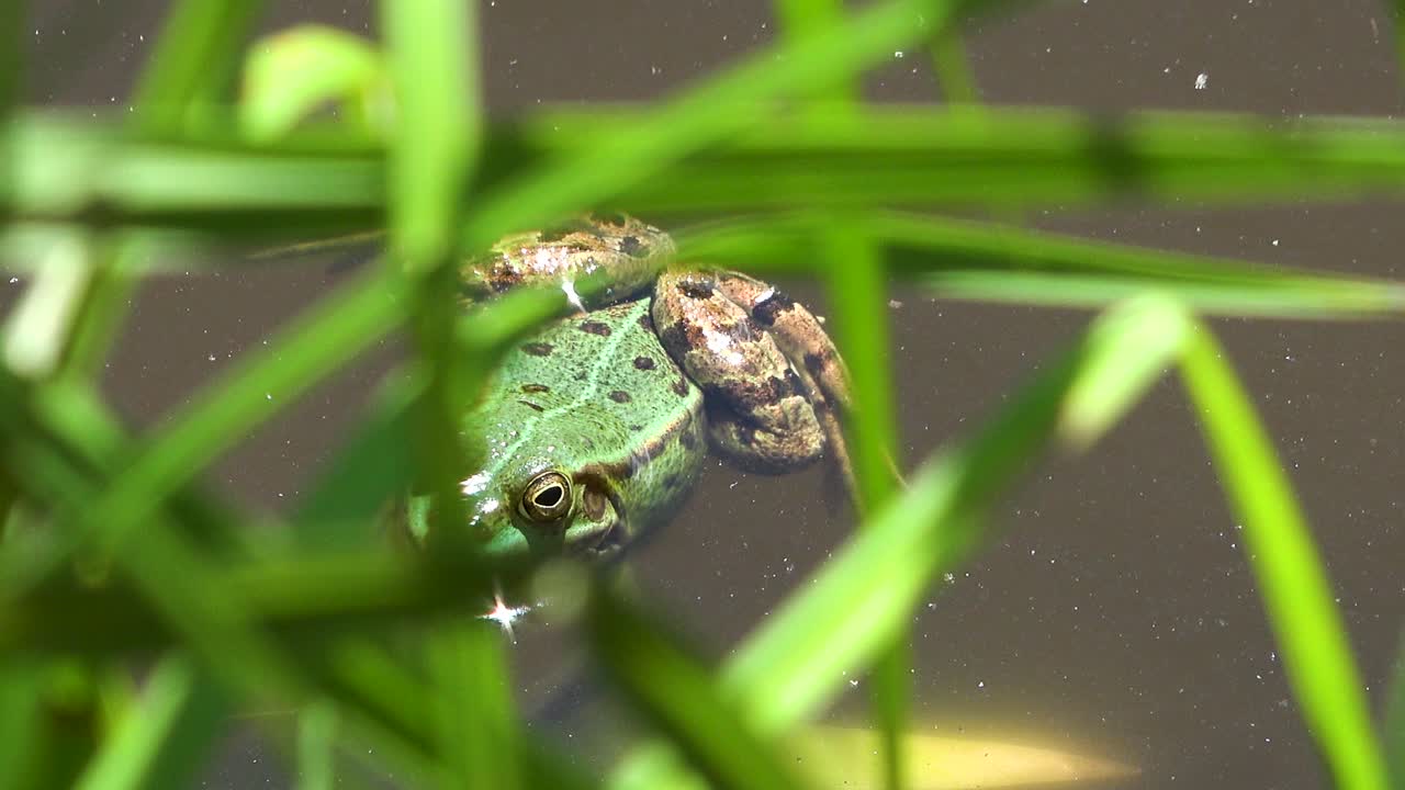 Snake Attacking Frog in Pond