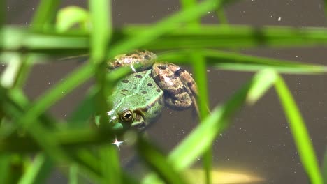 snake attacking frog in pond
