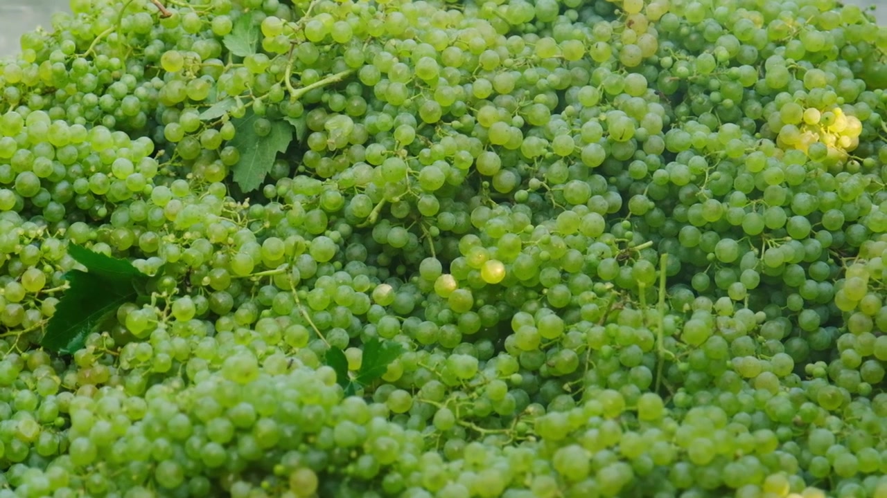 Câmera lenta, close-up de uvas maduras colhidas durante a época da vindima, em um vinhedo italiano.