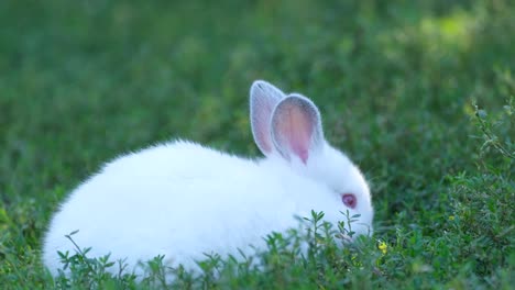 a white bunny eats green grass. vertical video