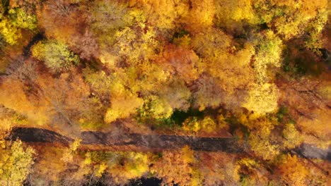 vista aérea de una carretera rural con un bosque de otoño amarillo y naranja