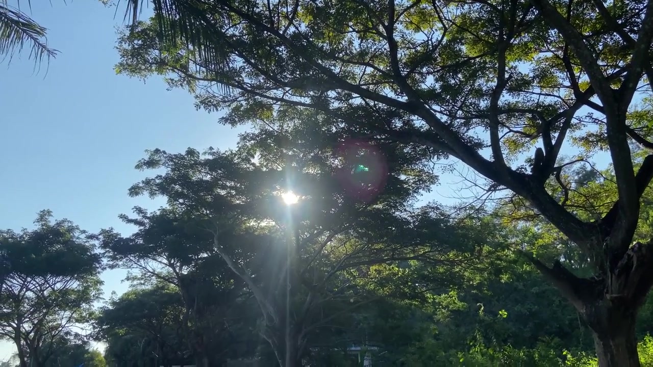 Luz Solar Brillante Filtrándose a Través de Hojas Verdes de Árboles Revelando un Camino