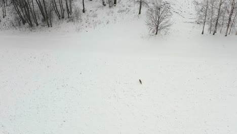fox running over a snow covered field in winter. aerial view of wildlife animals in winter. countryside landscape.
