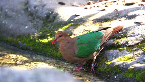 thirsty common emerald dove, chalcophaps indica perching by the pond, dipping its beak into the water, close up shot at daytime