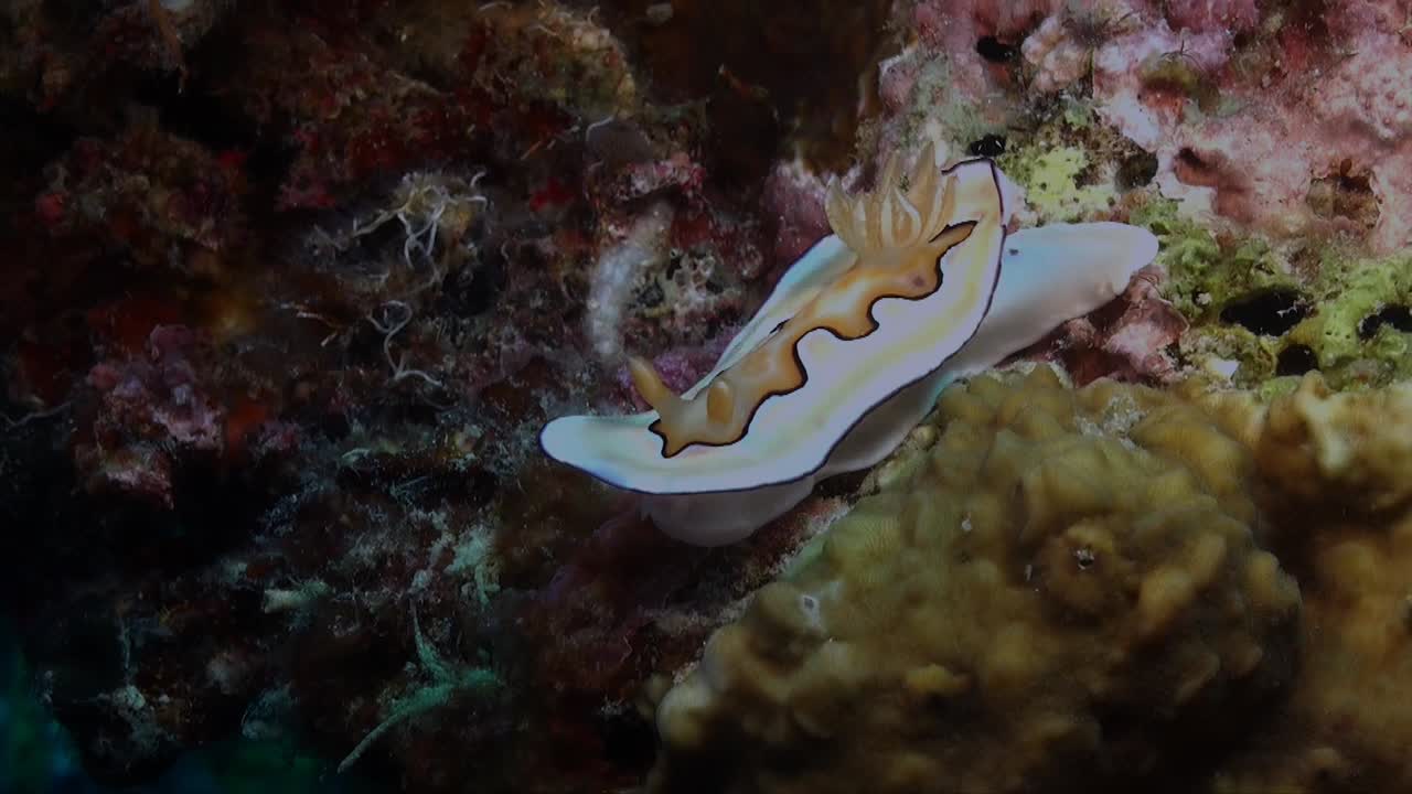 Coi nudibranch  (Chromodoris coi) crawling over coral reef in the Philippines wide angle shot