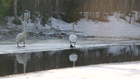 dos cisnes cantores caminan sobre hielo junto al río