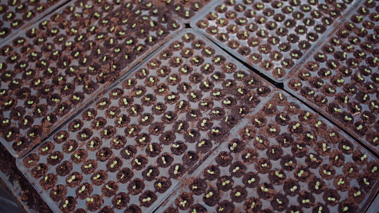 plántulas de flores agrícolas en invernadero 30