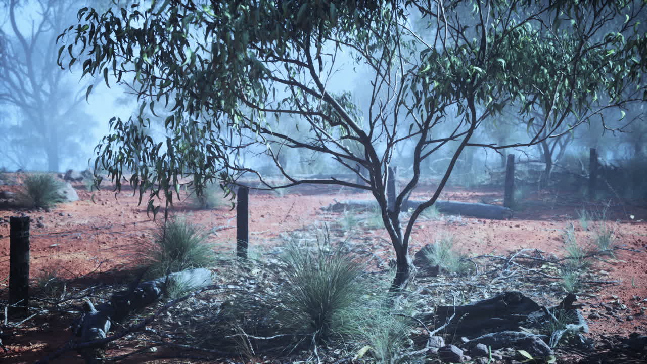 오스트레일리아 외의 안개 숲