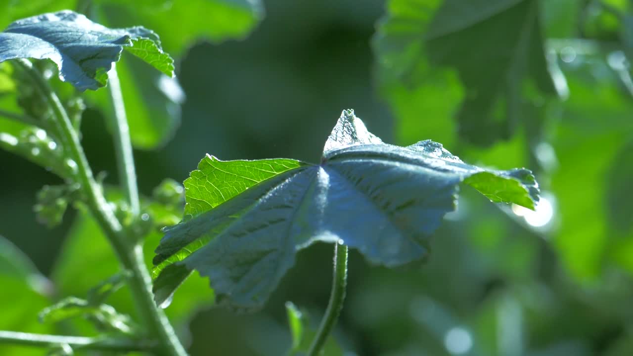 은 비가 오는 날 식물 잎에 아지는 비방울