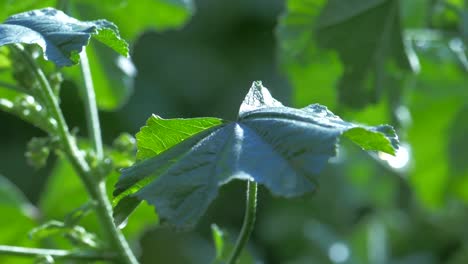 Rain-drops-splashing-onto-plant-leaves-on-a-sunny-raining-day