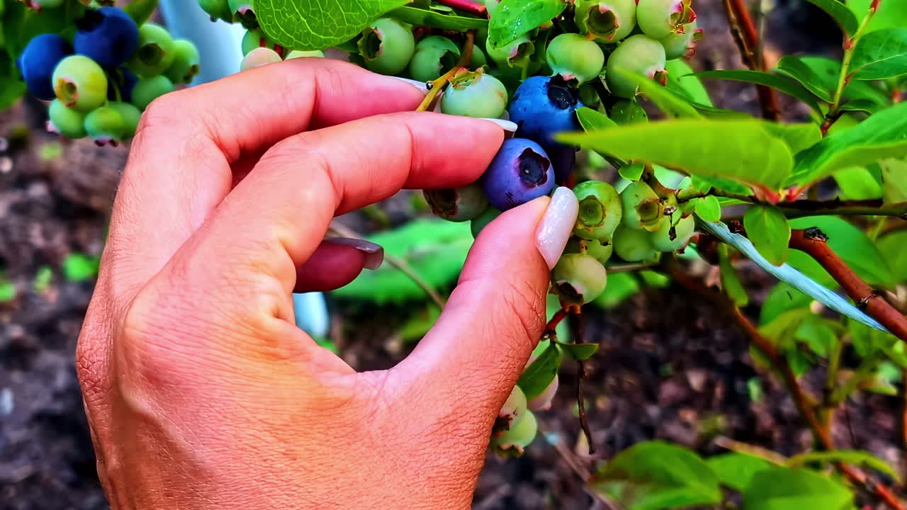Hand picking ripe blueberries in sunny Latvian countryside garden