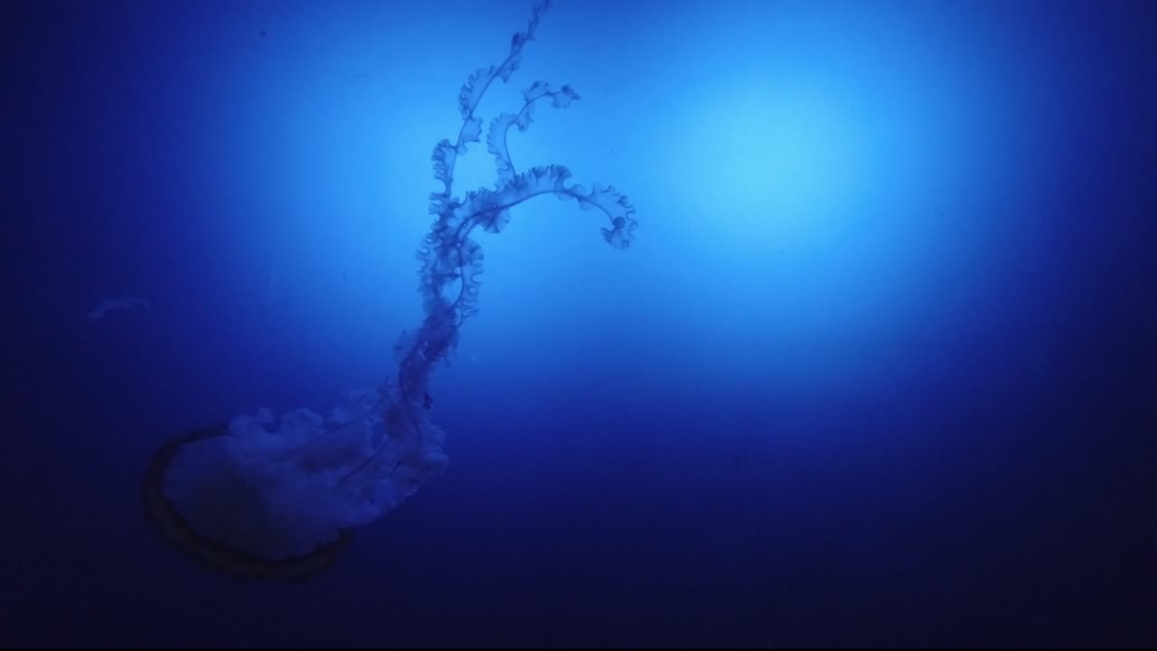 cámara lenta de una medusa nadando en un acuario