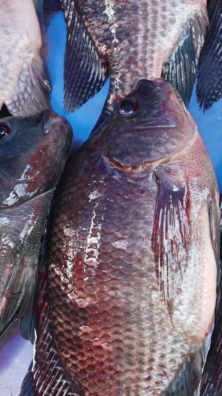 Sequential view of fish on ice for sale