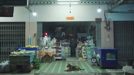 traditional local dim grocery store with dog sleeping at commercial building