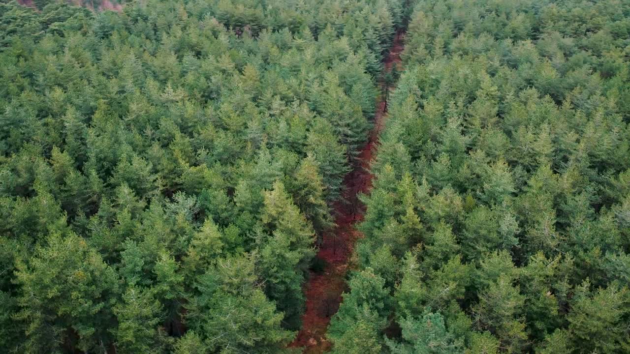 Luftfoto over en stiåbning i den belgiske skov, til forebyggelse af skovbrande om sommeren