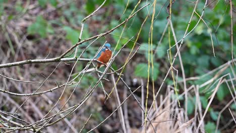 Male-kingfisher-hunting-actively-for-fish-while-perched-on-a-branch