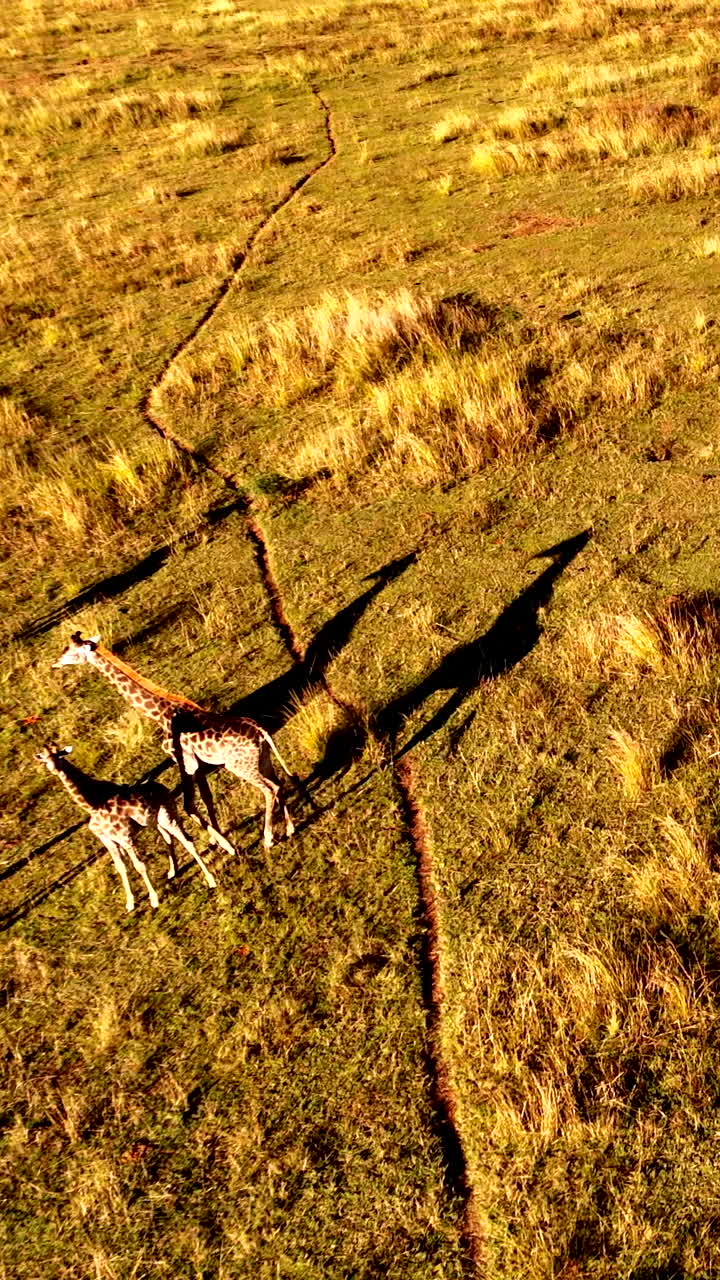 Vertical, Sunset aerial view of African giraffe family next to game trail