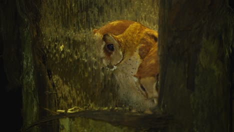 two baby oriental bay owl or phodilus badius birds at night