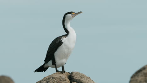 Pied-Shag-Vogel-Trocknet-Seine-Flügel,-Während-Er-Auf-Einem-Felsen-Steht