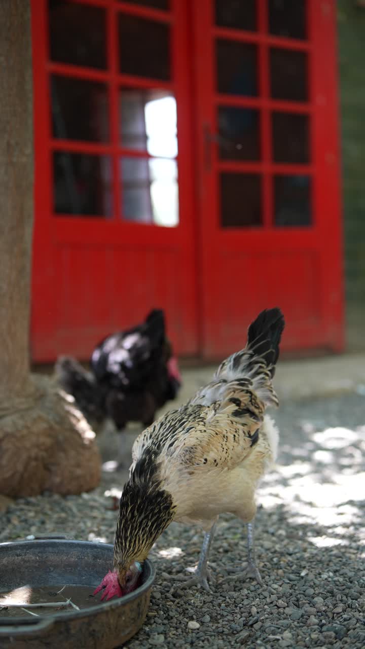 pollos cerca de las puertas rojas