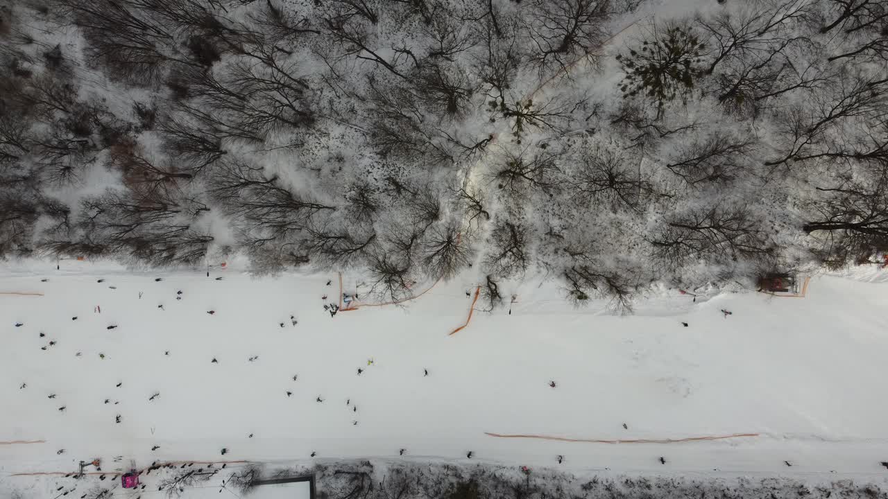 Skiing sport, winter snow. Trees in forest covered with show. Cold winter snowing weather. Skiing resort. Ukraine, Kiev