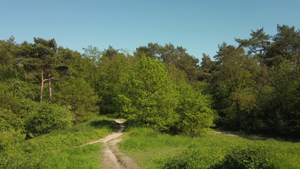 hermoso paisaje en el bosque en un día soleado con cielo azul claro en el fondo