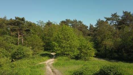 Beautiful-scenery-in-the-forest-on-a-sunny-day-with-blue-clear-sky-in-the-background