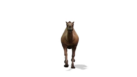 camel running, front view seamless loop, white background