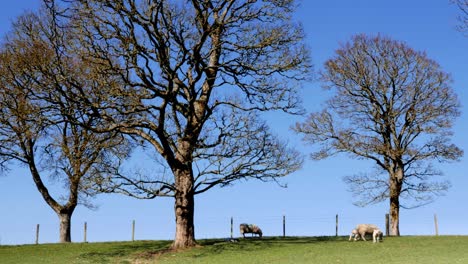 springtime with sheep and lambs against a blue sky