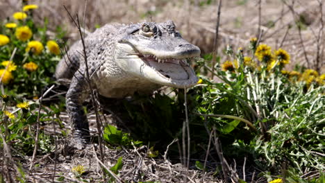 Amerikanischer-Alligator-Kriecht-Auf-Die-Kamera-Zu