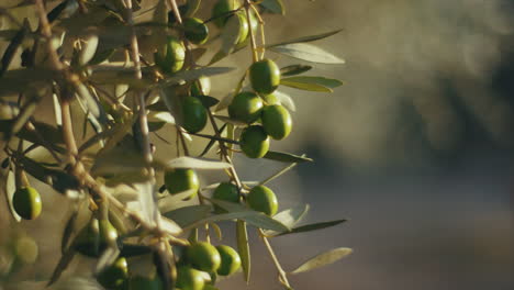 close-up of green olives on a branch
