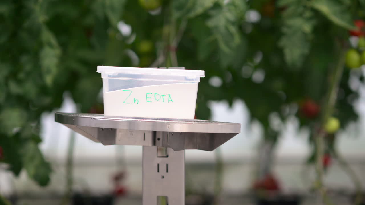 Mobile robotics station moving near rows of tomatoes in a greenhouse farm