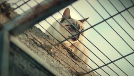 ojos azules cat roaming around in animal shelter