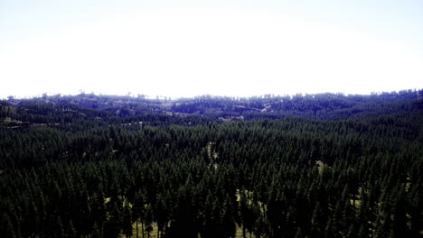 lush coniferous forest stretches under a clear blue sky