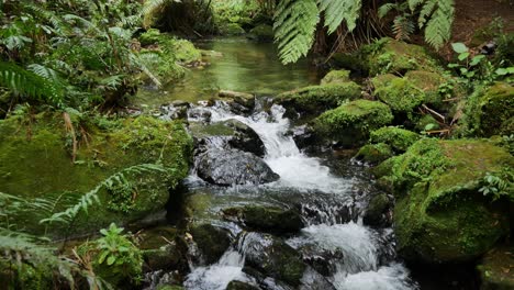 Corriente-Serena-Que-Fluye-En-La-Exuberante-Escena-Natural-De-Follaje-Verde-En-Nueva-Zelanda