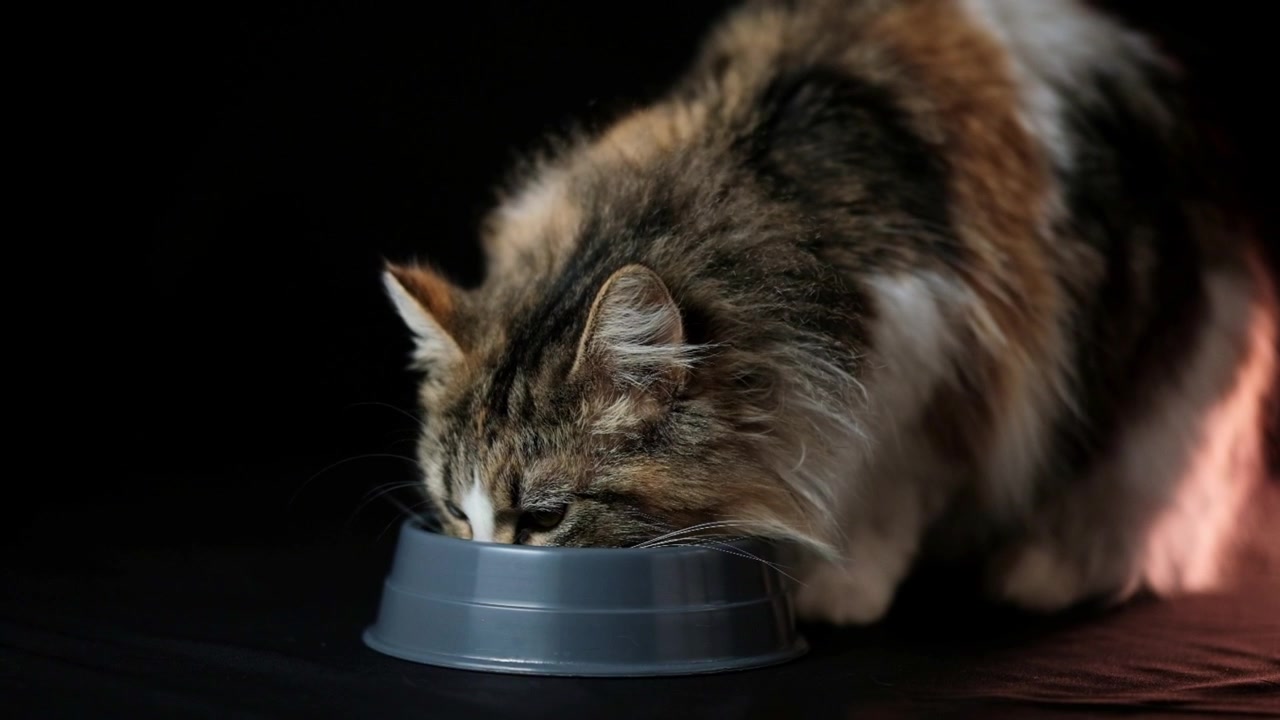 Katze frisst aus einer kleinen Schale vor schwarzem Hintergrund.