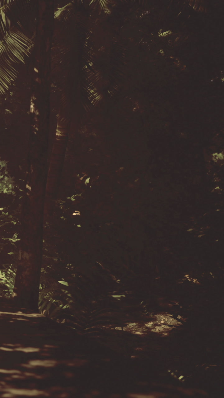 Nature walk through dense forest on a sunny day with shadows and light