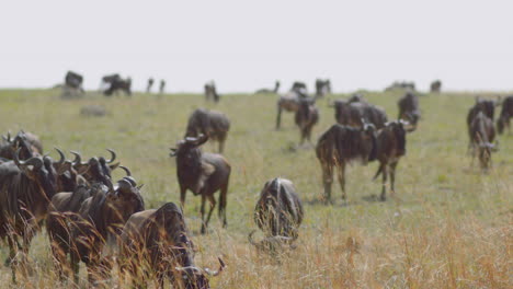 ñus,-También-Llamados-ñus,-Descansando-En-Su-Ruta-De-Migración-En-El-Masai-Mara-Y-El-Serengeti