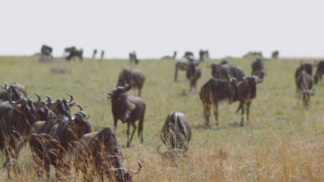 ñus, también llamados gnus, descansando en su ruta de migración en el masai mara y el serengeti