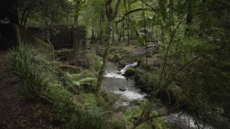 stream flowing in kennall vale woodland near ponsanooth, cornwall, england