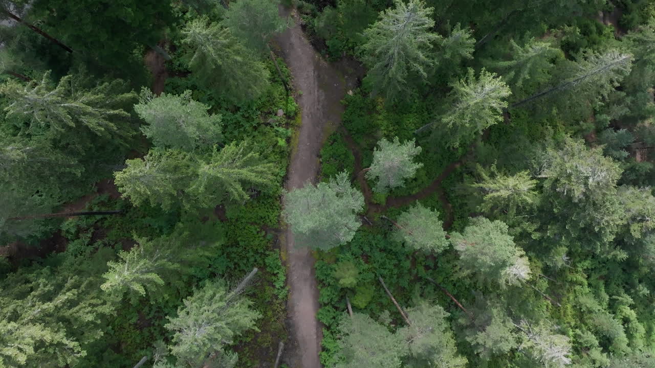 vista aérea de un sendero forestal